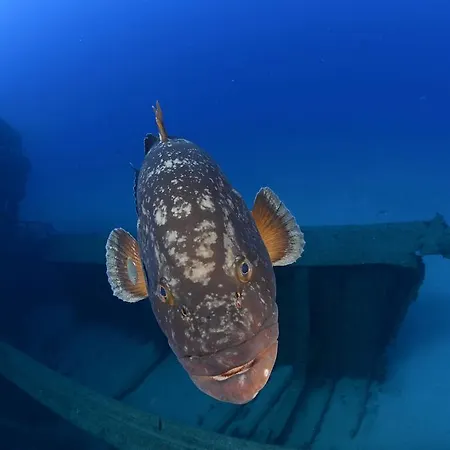 Вилла Espirito Santo *